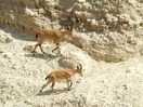 Masada, Ein Gedi and Dead Sea Tour - 5